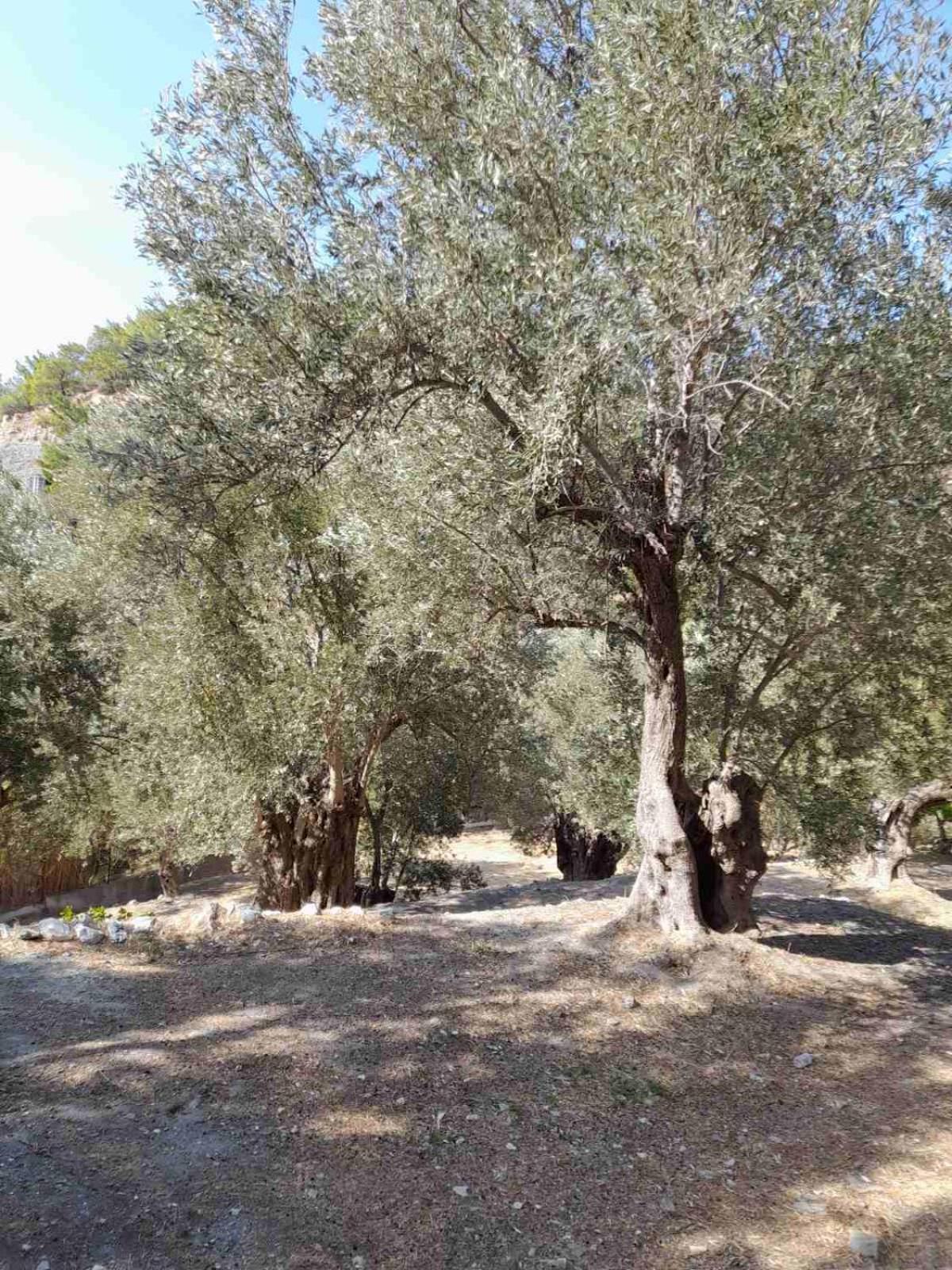Δωμάτια Κόκκινος Πύργος Plomari Exterior foto